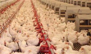 肉雞養殖行業市場份額 2021年世界肉雞養殖行業市場運行形勢分析