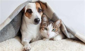 春節寵物經濟爆發 寵物經濟市場現狀及前景分析