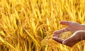 種植機械市場收入分析 2022種植機械行業(yè)前景及現(xiàn)狀