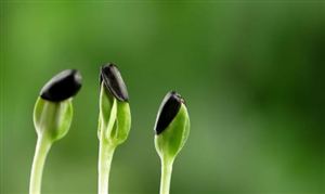 建議加強中小學心理教育師資 中國心理保健市場發(fā)展前景投資機遇分析