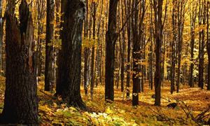 探索完善林業(yè)碳匯交易助推生態(tài)林產(chǎn)業(yè)發(fā)展路徑 林業(yè)行業(yè)