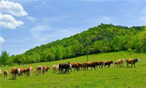 2022畜牧業市場現狀及前景分析