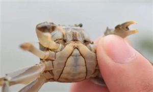 2022年蟹養(yǎng)殖行業(yè)現(xiàn)狀及發(fā)展前景分析