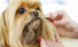 2022年寵物美容行業(yè)現(xiàn)狀及發(fā)展前景分析