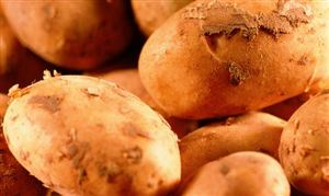 2022馬鈴薯行情怎么樣 馬鈴薯行業前景預測報告