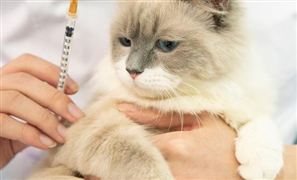 中國(guó)寵物醫(yī)療行業(yè)市場(chǎng)份額及競(jìng)爭(zhēng)力分析