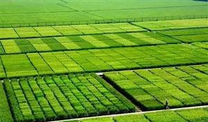 農業行業競爭格局 農業行業發展前景