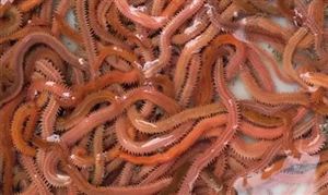 2022沙蠶養殖行業發展現狀及前景分析