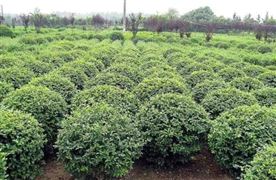 2022中國綠化苗木行業需求量發展前景