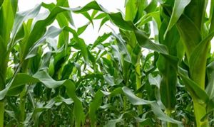 玉米供需形勢(shì)進(jìn)一步改善 2022玉米種植現(xiàn)狀分析