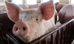 3月下旬生豬漲價2.5% 散戶養豬出現兩次退出潮