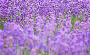 薰衣草市場(chǎng)現(xiàn)狀分析 薰衣草市場(chǎng)發(fā)展趨勢(shì)