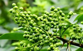 2022花椒交易市場規模現狀及發展趨勢深度分析