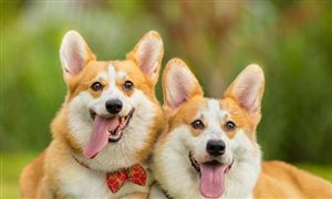 3億人群催生單身經濟 單身經濟行業發展現狀及前景分析