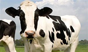 奶牛市場(chǎng)規(guī)模現(xiàn)狀 2022奶牛市場(chǎng)發(fā)展趨勢(shì)