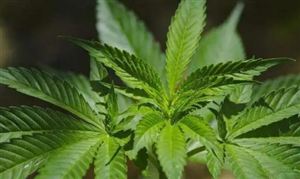 工業大麻產業規模分析 工業大麻發展前景及投資分析