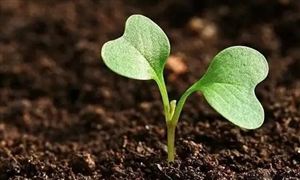 2022年土壤修復行業現狀及發展前景分析