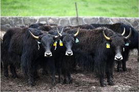 2022中國牦牛肉產品市場消費需求前景分析