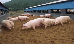 2022年健康養殖行業現狀及發展前景分析