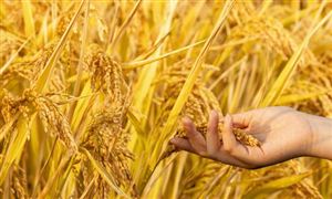 中國糧食產量及糧食物流行業重要性分析