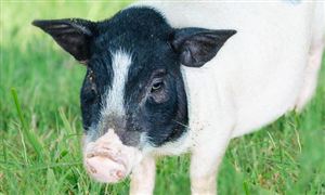 生豬養殖屠宰行業市場現狀如何?發展大型養殖勢在必行