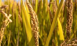 糧食物流行業市場趨勢如何?糧食物流行業市場前景分析