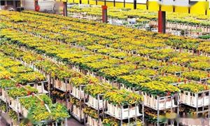 2022年花卉交易行業(yè)發(fā)展前景及市場(chǎng)規(guī)模分析