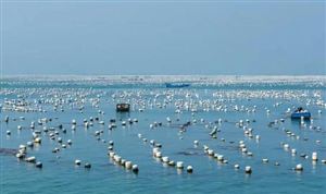 海水養殖行業市場調研 海水養殖發展趨勢預測