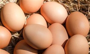 2022年雞蛋加工行業市場現狀及未來發展趨勢分析