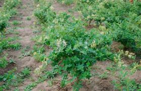 2022中藥材種植行業現狀及價格行情數據統計