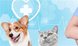 寵物醫(yī)院行業(yè)市場(chǎng)現(xiàn)狀分析 寵物醫(yī)院行業(yè)市場(chǎng)競(jìng)爭(zhēng)格局分析