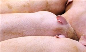 生豬產業結構優化調整 生豬養殖屠宰行業市場行情分析