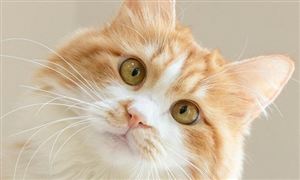 2022動物疫苗行業市場發展趨勢分析：兼并重組是行業大勢所趨