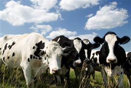 2022奶牛養殖業的扶持政策與前景分析