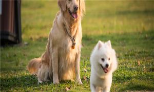 寵物經濟產業規模分析 寵物經濟產業及寵物用品消費市場分析