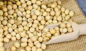 大豆加工行業(yè)發(fā)展現(xiàn)狀及前景分析2022