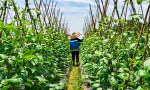 農(nóng)藥產(chǎn)業(yè)鏈發(fā)展現(xiàn)狀 中國農(nóng)藥行業(yè)市場發(fā)展方向分析