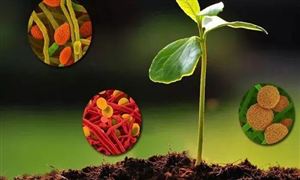 2022年微生物肥料行業前景方向及市場規模分析