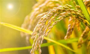 中央預(yù)備費拿出100億元重點支持中稻抗旱 稻谷市場分析?2022