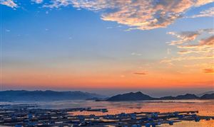 中國山茶油行業市場調研：市場規模將超過1250億元