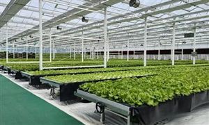 現代農業市場前景分析 未來?現代農業發展方向及市場規模分析