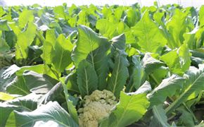 2022中國(guó)綠色食品產(chǎn)業(yè)發(fā)展規(guī)劃與產(chǎn)品規(guī)模調(diào)查