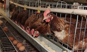 蛋雞養殖產業發展模式 蛋雞養殖產業市場需求分析