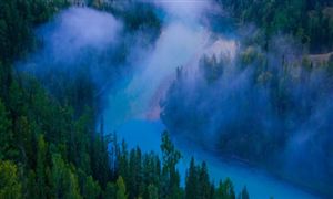 2022林業市場發展趨勢研究報告 