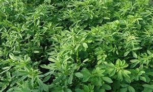 苜蓿草市場深度調(diào)研2022