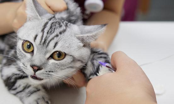 細菌性疾病的防控將從獸藥防治轉向動物疫苗防疫