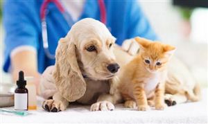 寵物醫(yī)院行業(yè)分析 線上寵物醫(yī)療興起