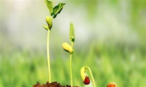 赤峰海關共監(jiān)管出口萬壽菊等花卉種子8.9噸 花卉種子行業(yè)市場調(diào)研2022