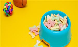 未來寵物玩具產業市場如何 寵物玩具滲透率以及市場產品分析