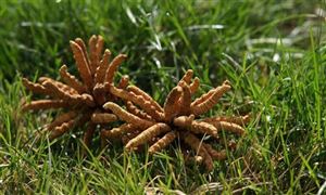 價格遠超黃金 冬蟲夏草越來越貴？ 冬蟲夏草行業發展現狀分析